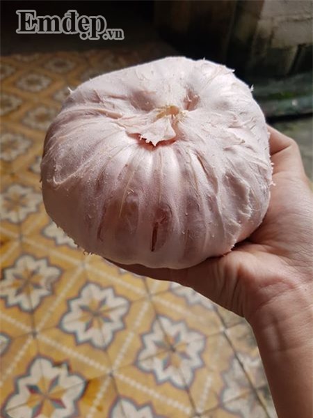 Bưởi đào giá rẻ đồng loạt bán 7 -10 ngàn đồng/quả ở các chợ: Bà nội trợ tha cả tải về ăn dần