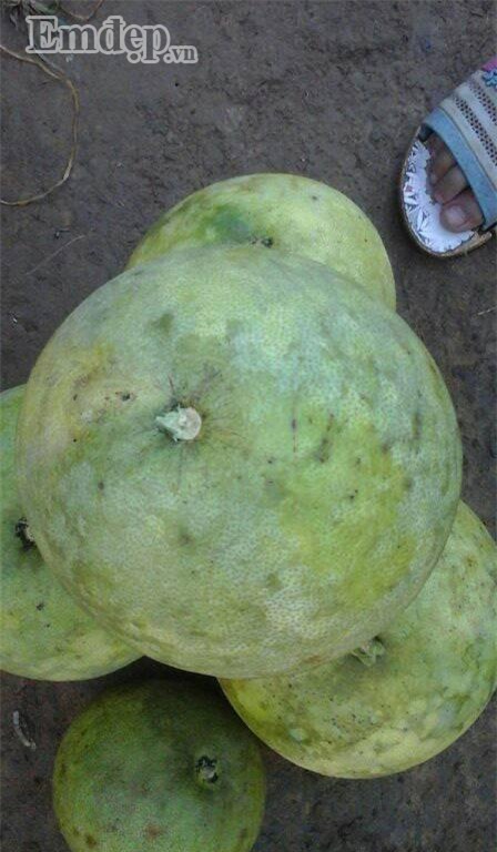 Bưởi đào giá rẻ đồng loạt bán 7 -10 ngàn đồng/quả ở các chợ: Bà nội trợ tha cả tải về ăn dần