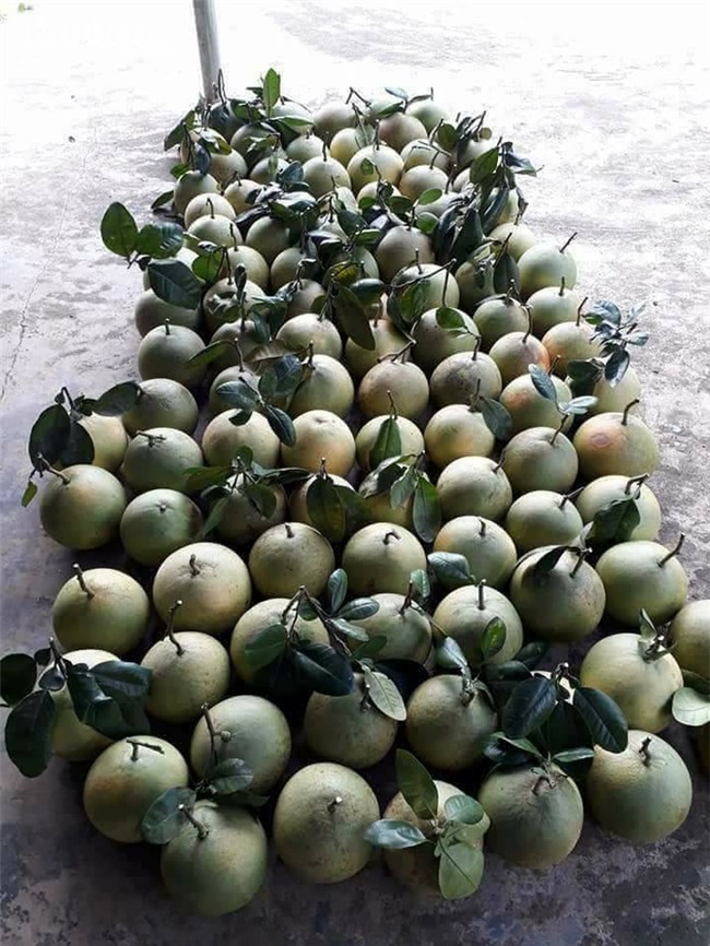 Bưởi đào giá rẻ đồng loạt bán 7 -10 ngàn đồng/quả ở các chợ: Bà nội trợ tha cả tải về ăn dần