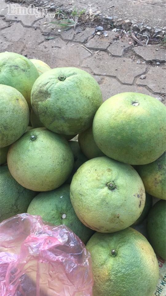 Bưởi đào giá rẻ đồng loạt bán 7 -10 ngàn đồng/quả ở các chợ: Bà nội trợ tha cả tải về ăn dần