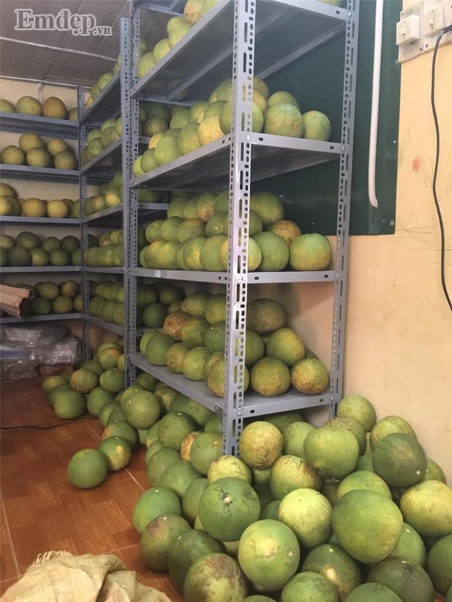 Bưởi đào giá rẻ đồng loạt bán 7 -10 ngàn đồng/quả ở các chợ: Bà nội trợ tha cả tải về ăn dần