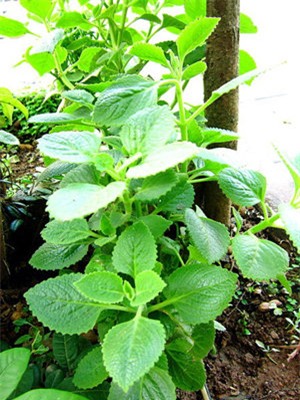 7 bai thuoc chua ho hieu qua cho tre trong mua lanh - 1