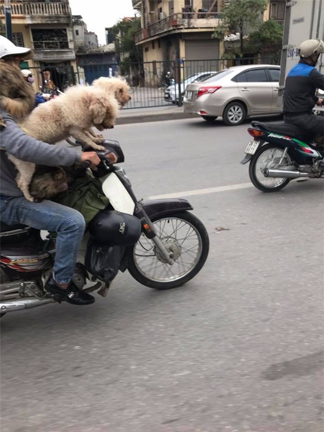 Chủ đi làm, cả đàn chó mèo đánh đu trên xe máy đi cùng cho vui - Ảnh 2.