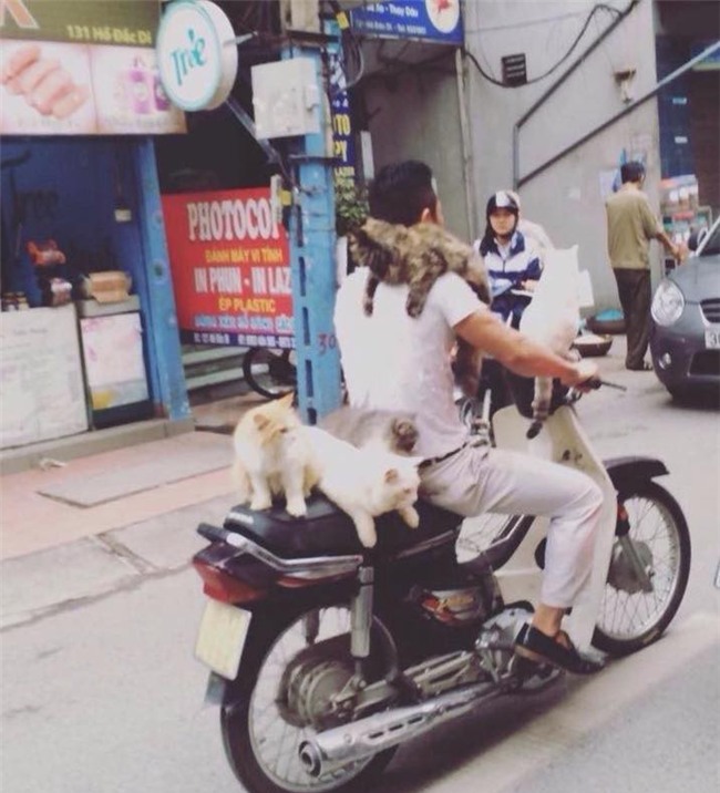 Chủ đi làm, cả đàn chó mèo đánh đu trên xe máy đi cùng cho vui - Ảnh 3.