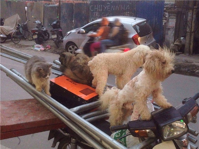 Chủ đi làm, cả đàn chó mèo đánh đu trên xe máy đi cùng cho vui - Ảnh 5.