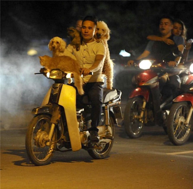 Chủ đi làm, cả đàn chó mèo đánh đu trên xe máy đi cùng cho vui - Ảnh 7.