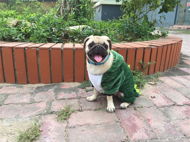 Chỉ có cái lạnh tái tê ngày 14 độ mới sinh ra được những cách chống rét bá đạo thế này - Ảnh 12.