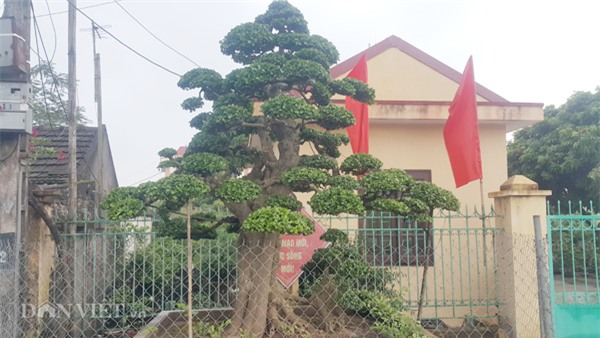 siêu cây tiền tỷ,cây cổ thụ,cây cảnh tiền tỷ,cây cảnh