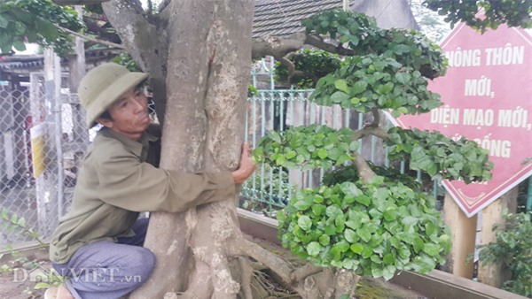 siêu cây tiền tỷ,cây cổ thụ,cây cảnh tiền tỷ,cây cảnh