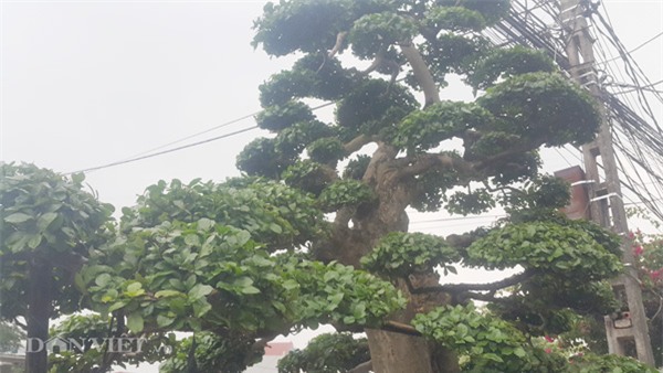 siêu cây tiền tỷ,cây cổ thụ,cây cảnh tiền tỷ,cây cảnh