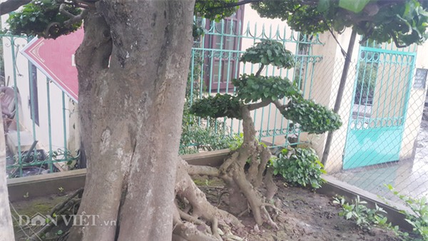 siêu cây tiền tỷ,cây cổ thụ,cây cảnh tiền tỷ,cây cảnh