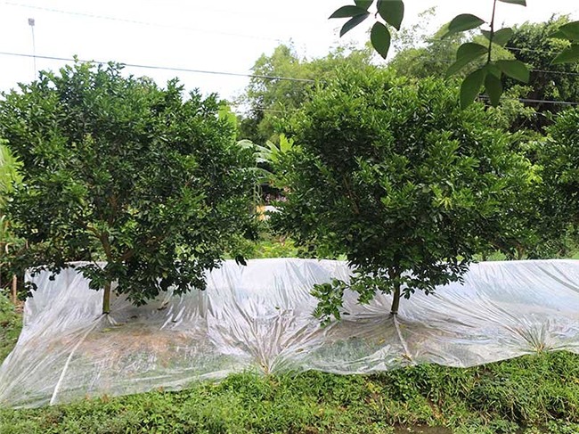 sáng kiến nông nghiệp,nông dân làm giàu