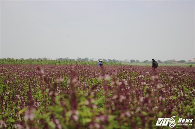 rau húng quế,tỷ phú nông dân,nông dân làm giàu