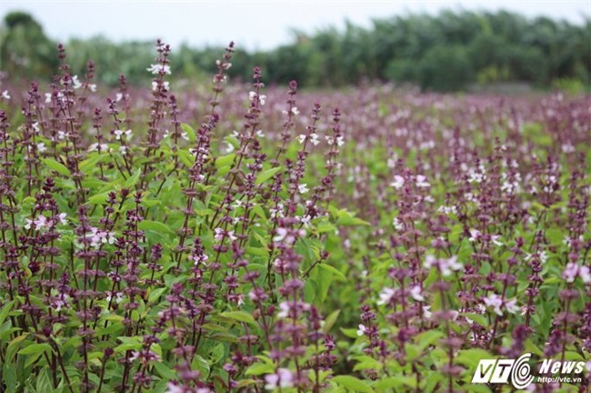 rau húng quế,tỷ phú nông dân,nông dân làm giàu