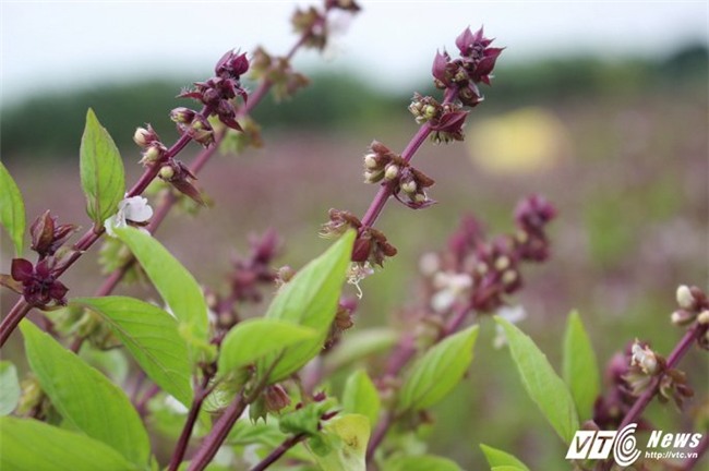 rau húng quế,tỷ phú nông dân,nông dân làm giàu