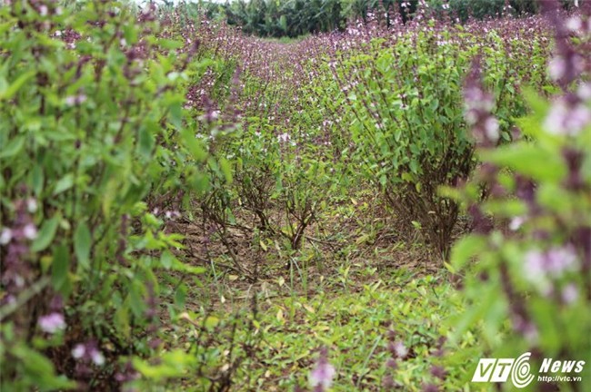 rau húng quế,tỷ phú nông dân,nông dân làm giàu