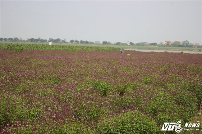 rau húng quế,tỷ phú nông dân,nông dân làm giàu