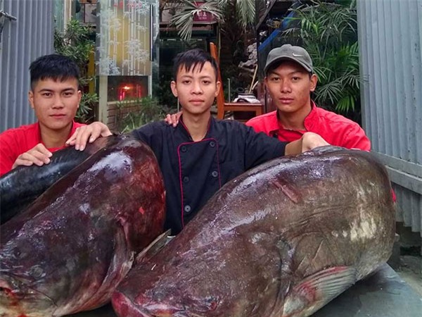 Cận cảnh cặp cá leo khủng nặng hơn 1 tạ xuất hiện ở Thủ đô