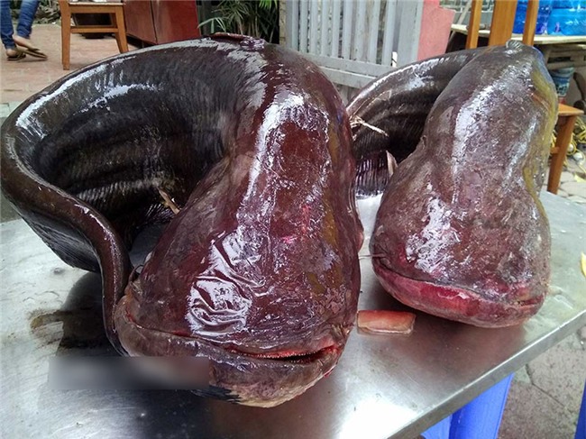 Cận cảnh cặp cá leo khủng nặng hơn 1 tạ xuất hiện ở Thủ đô