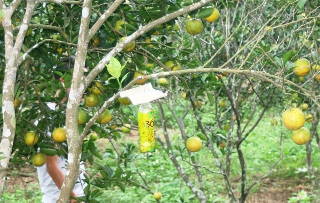 lam giau o nong thon: me man vuon cam tien ty cua chang ky su vien thong hinh anh 5