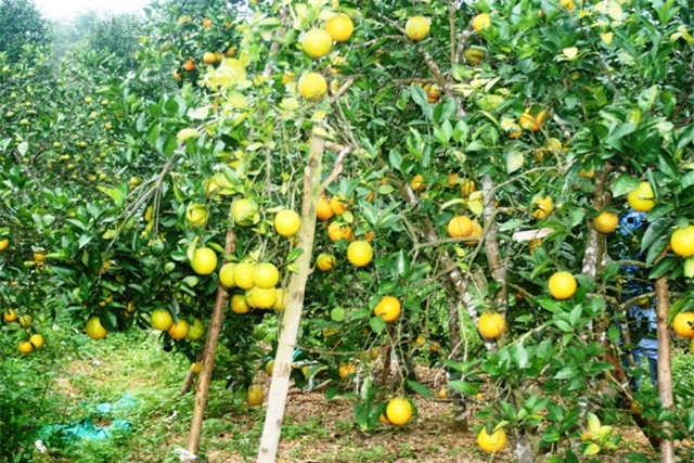 lam giau o nong thon: me man vuon cam tien ty cua chang ky su vien thong hinh anh 7