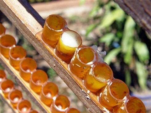 Cách dùng sữa ong chúa làm đẹp da hiệu quả-1