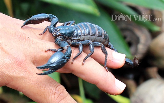 trieu phu con trung thuan duong bo cap: gian nan moi thanh