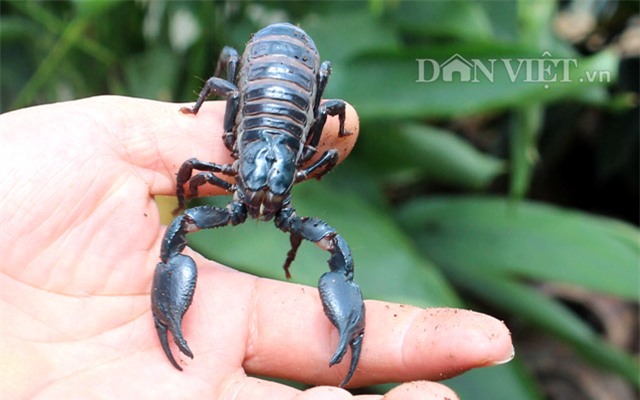 trieu phu con trung thuan duong bo cap: gian nan moi thanh