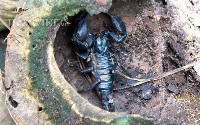 trieu phu con trung thuan duong bo cap: gian nan moi thanh