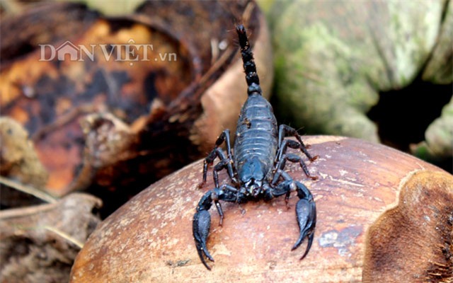 trieu phu con trung thuan duong bo cap: gian nan moi thanh