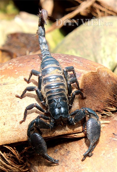 trieu phu con trung thuan duong bo cap: gian nan moi thanh