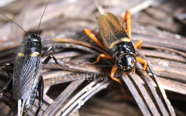 trieu phu con trung thuan duong bo cap: gian nan moi thanh
