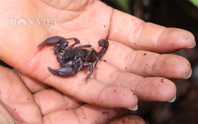 trieu phu con trung thuan duong bo cap: gian nan moi thanh