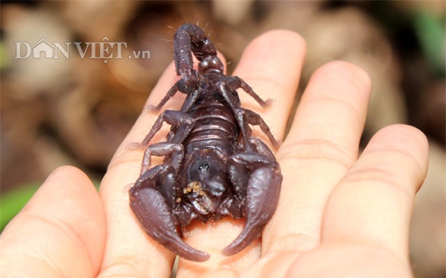 trieu phu con trung thuan duong bo cap: gian nan moi thanh