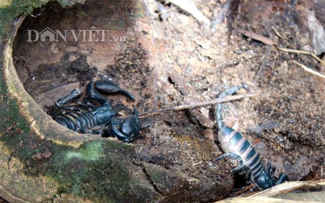 trieu phu con trung thuan duong bo cap: gian nan moi thanh