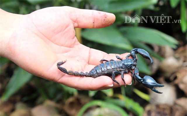 trieu phu con trung thuan duong bo cap: gian nan moi thanh