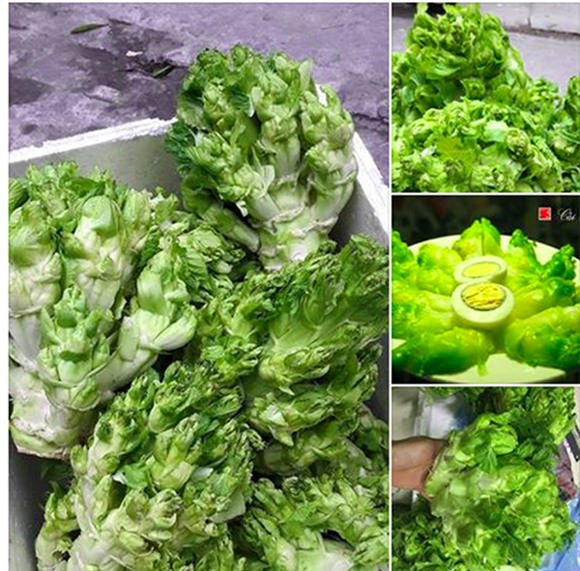 cải mầm đá,hàng trung quốc,đặc sản sapa,rau trung quốc