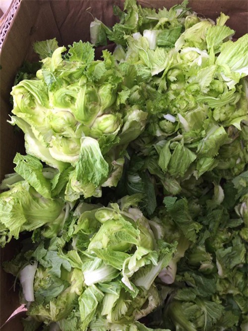 cải mầm đá,hàng trung quốc,đặc sản sapa,rau trung quốc