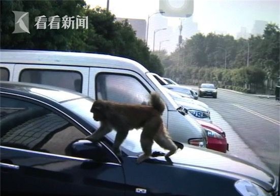 Nhận được một đặc ân, chú khỉ ngày nào cũng tiễn người phụ nữ ra về sau giờ làm - Ảnh 2.