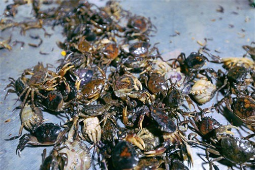 cua đồng,chợ độc lạ