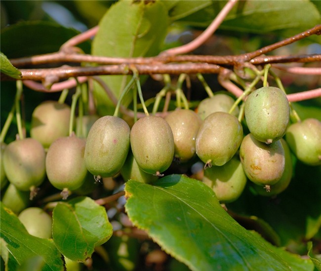 soi trai kiwi be nhu qua nho gia ca trieu dong/kg, chi em tranh mua hinh anh 4