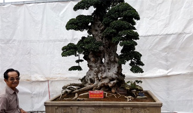 Cụ duối ngàn tuổi: Báu vật phát lộc trả tiền tỷ, gạ đổi cả Camry