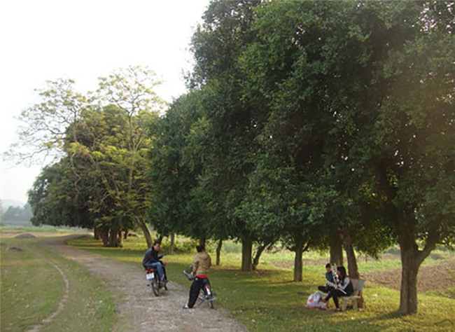 Cụ duối ngàn tuổi: Báu vật phát lộc trả tiền tỷ, gạ đổi cả Camry