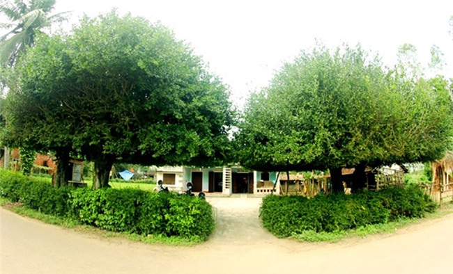 Cụ duối ngàn tuổi: Báu vật phát lộc trả tiền tỷ, gạ đổi cả Camry