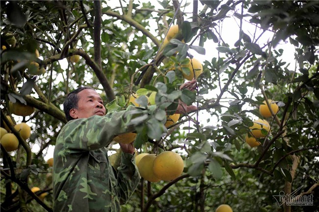xã tỷ phú,Hưng Yên,tỷ phú nông dân,cây ăn quả,nông dân làm giàu