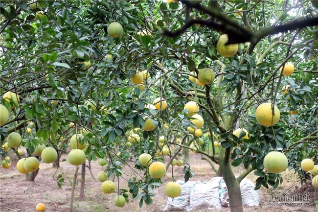 xã tỷ phú,Hưng Yên,tỷ phú nông dân,cây ăn quả,nông dân làm giàu