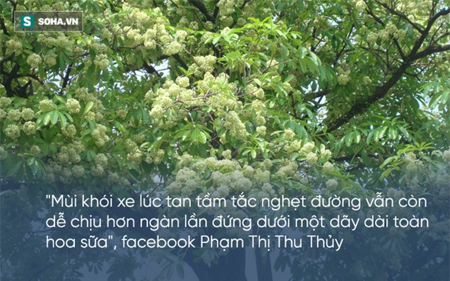 Bị hoa sữa hành hạ, cư dân mạng than khóc người trồng không hiểu ý thơ ca - Ảnh 4.