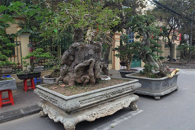 cây cảnh,cây cảnh tiền tỷ,chơi cây