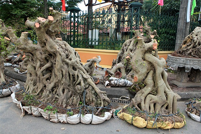 cây cảnh,cây cảnh tiền tỷ,chơi cây