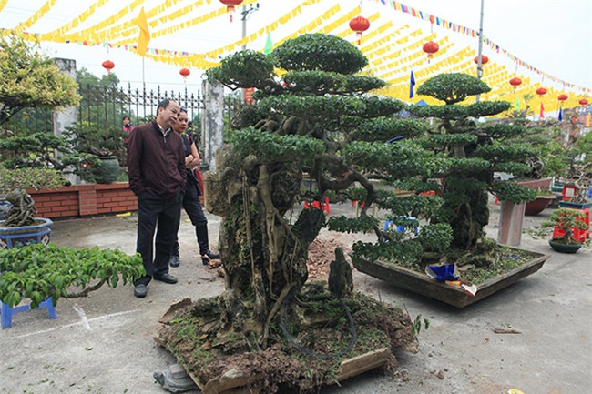 cây cảnh,cây cảnh tiền tỷ,chơi cây